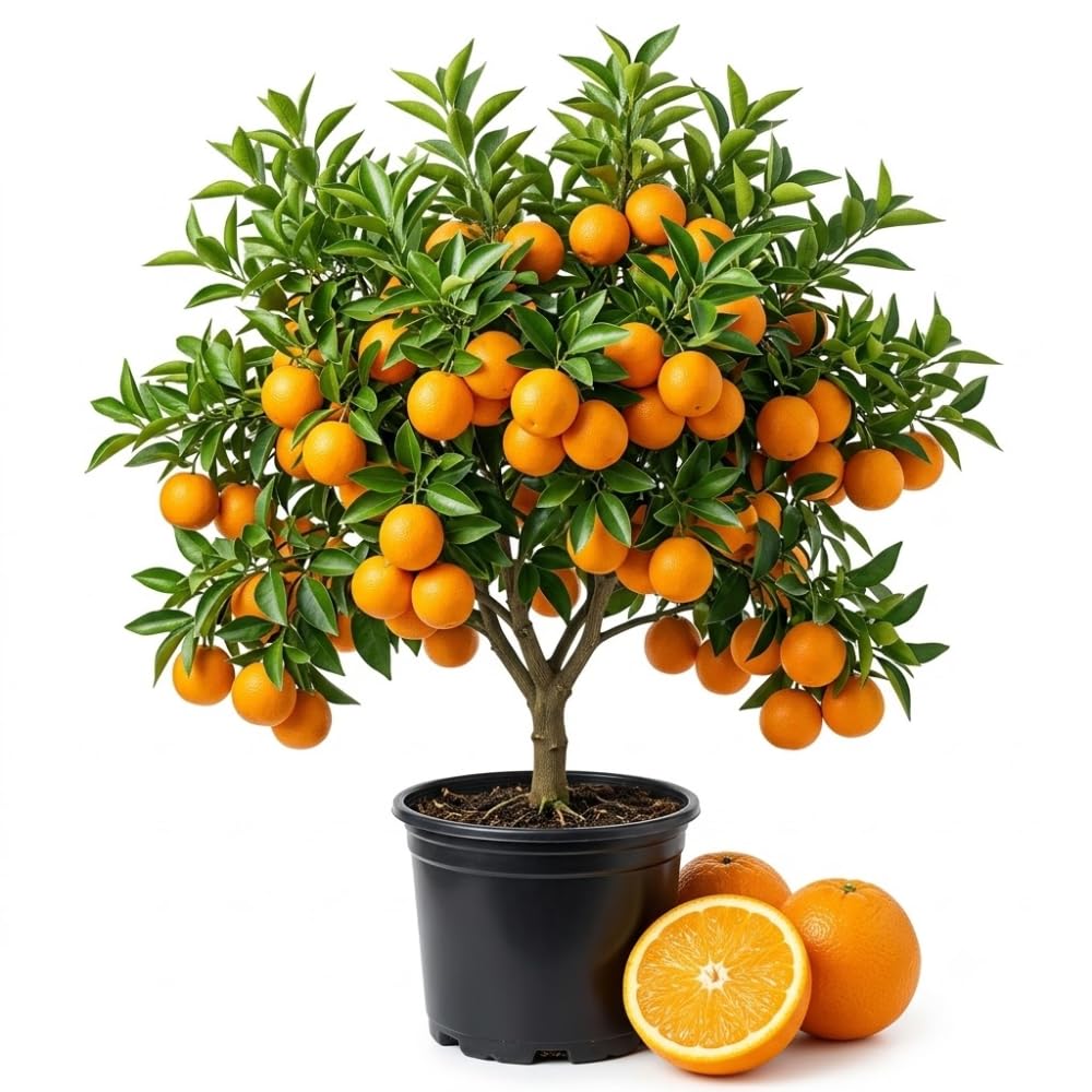 Navel Orange Tree Live Plant, Citrus Orange Fruit Tree, 1 Gallon Pot