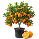 Navel Orange Tree Live Plant, Citrus Orange Fruit Tree, 1 Gallon Pot