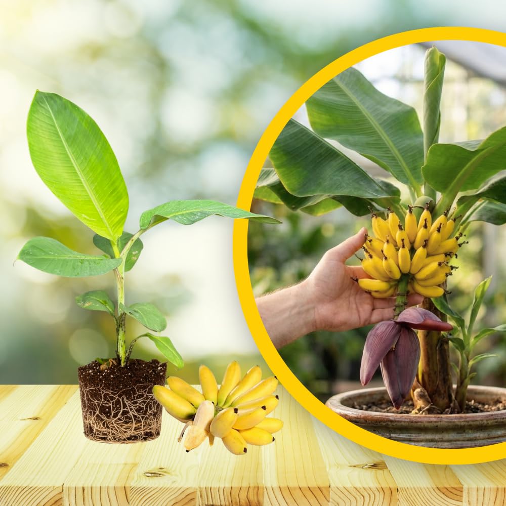 Tiny Banana Plant Live, Sweet Fruit Banana Tree 4-7 Inch Tall