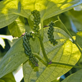 Live Black Pepper Plant, Patio Container Plant, 4-6 Inch Tall