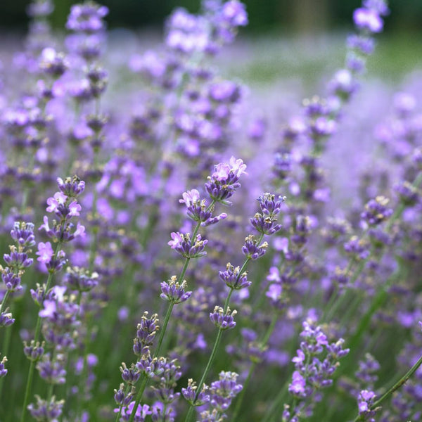2 Provence Lavender Live Plants, Well-Rooted Perennial Plant, 4-6 Inch Tall