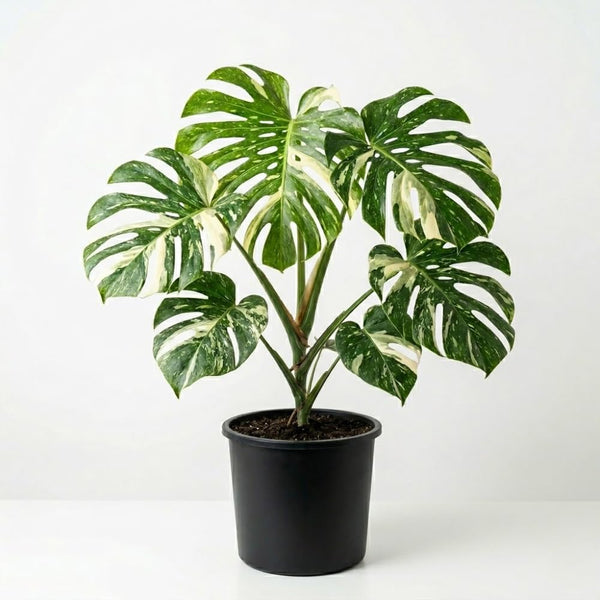 Variegated Monstera Plant, Constellation Monstera, 4-6 Inch Tall