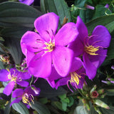 Purple Tibouchina Princess Live Plant, Garden Shrub, 3-5 Inch Tall