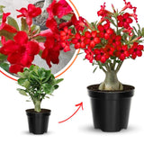 Red Desert Rose Plant Live, Home Garden Plant, 4-6 Inch Tall