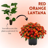 Set 2 Deep Red Lantana Live Plant 4-6 Inches Tall