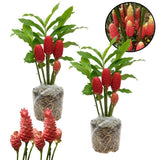 2 Shampoo Ginger Live Plant 3-5" Tall