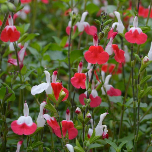 4 Red and White Sage Live Plants, Salvia Plants, Outdoor Garden Plant, 4-6 Inch Tall