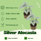 2 Silver Live Alocasia Plants, Ready to Grow Plant, 4-6 Inch Tall