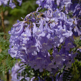 Jacaranda Tree Seedling, Ornamental Tree, 4-6 Inch Tall, 4 Inch Pot