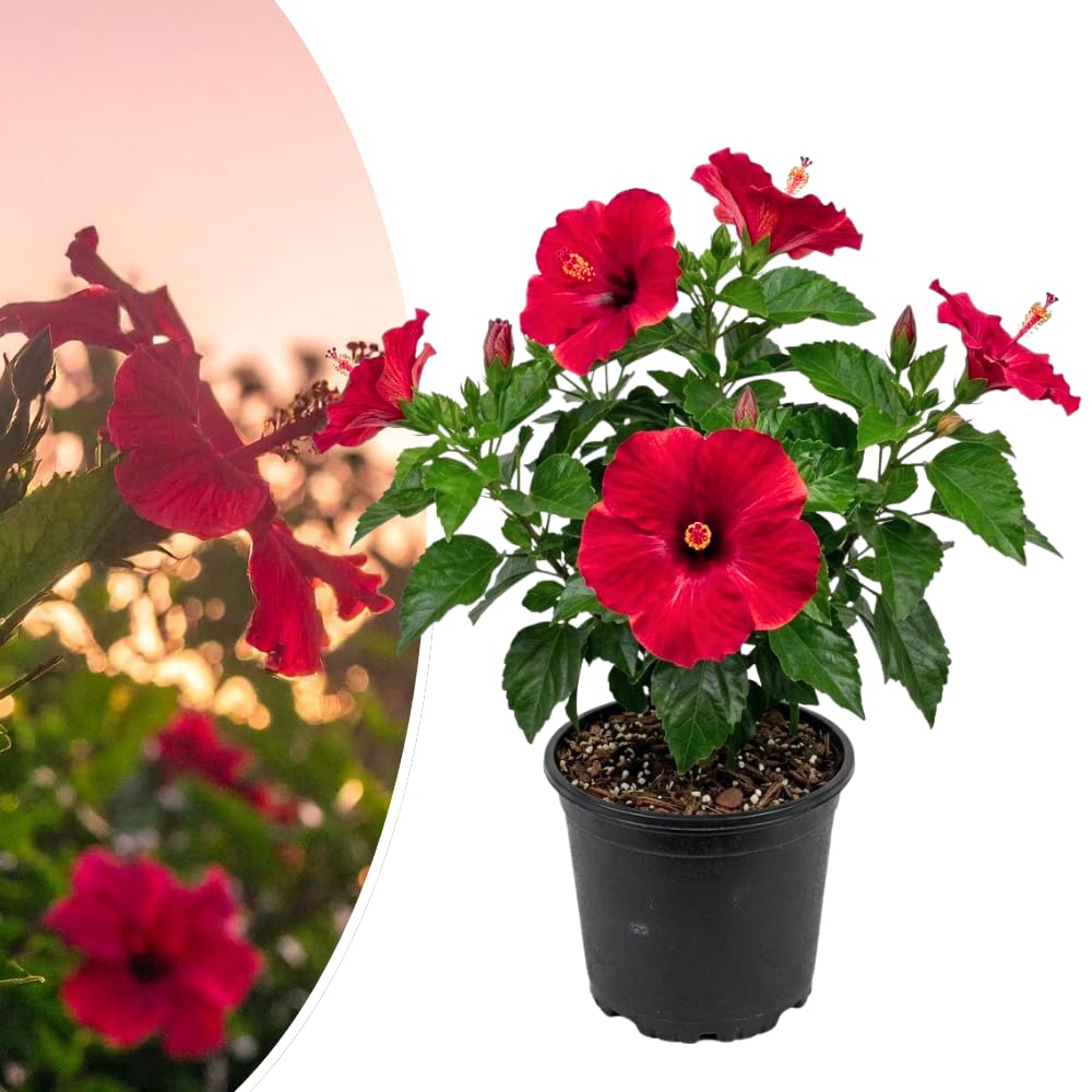 Red Hibiscus Live Plant, Indoor Outdoor Plant, 4-6 Inch Tall