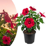 Red Hibiscus Live Plant, Indoor Outdoor Plant, 4-6 Inch Tall