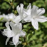 White Azalea Plant Live in Pot - 6-10 Inch Tall Azalea Shrub