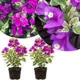 2 Variegated Bougainvillea Live Plants, Garden Vine, 4-7 Inch Tall