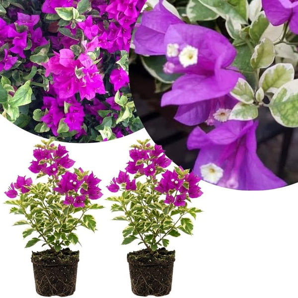 2 Variegated Bougainvillea Live Plants, Garden Vine, 4-7 Inch Tall