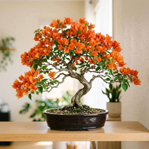 2 Orange Bougainvillea Live Plants, Long Blooming Vine, 4-9 Inch Tall