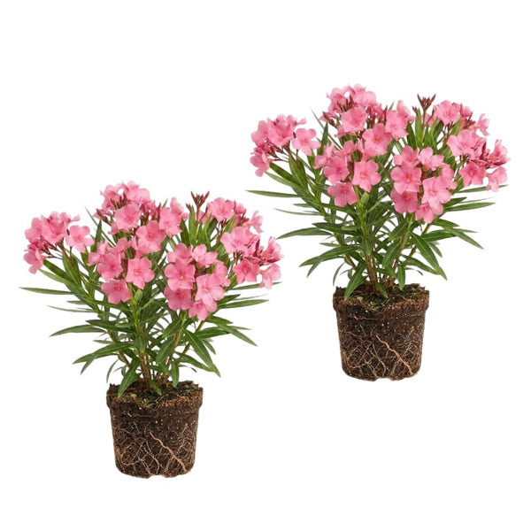 Set 2 Pink Oleander Plants Live, Oleander Plant, 4-6 Inc Tall