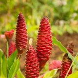 Ginger Live Plant, Fragrant Culinary Herb Plant, 3-5 Inch Tall