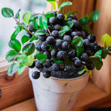 6 Huckleberry Bushes Live Plants, Sweet Edible Berry Bush, 1-3 Inch Tall