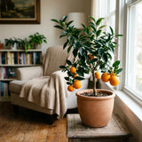 Sweet Orange Live Plant, Orange Citrus Fruit Tree, 1 Gallon Pot
