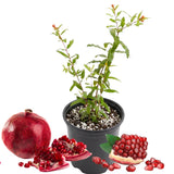 Pomegranate Live Plant, Backyard Orchard Tree, 8-10 Inch Tall, 4 Inch Pot