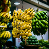 Mysore Banana Plant Live, Sweet Fruit Banana Tree 4-7 Inch Tall