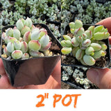 2 Cotyledon Pendens Succulent Live Plants, 2 Inch Pot
