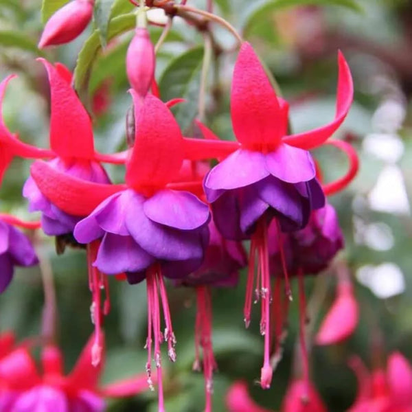 Blue Fuchsia Live Plant, Long Blooming Flower, 4-8 Inch Tall, 5 Inch Pot
