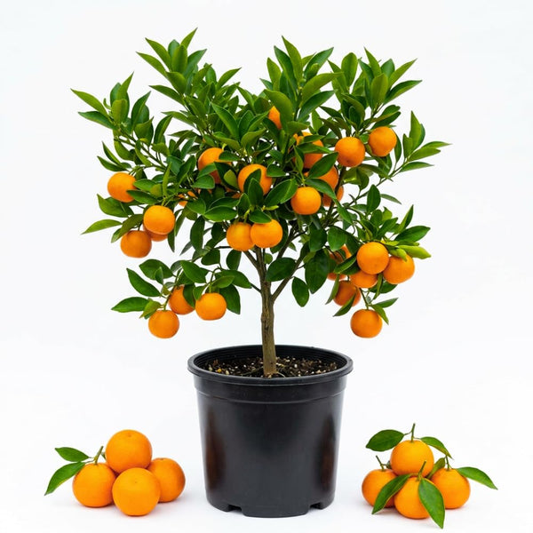 Tangerine Tree Live Plant, Sweet Seedless Citrus Tree, 2-3 Ft Tall
