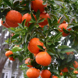 Live Red Navel Orange Citrus Fruit Tree, 1 Gallon Pot, 24–30 Inch Tall
