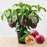 Purple Passion Fruit Plant Live, Well-Rooted Starter Plant, 4-6 Inch Tall
