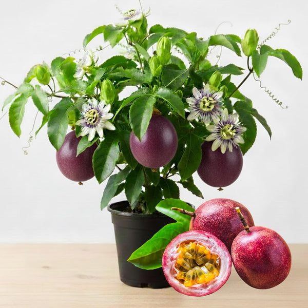 Purple Passion Fruit Plant Live, Well-Rooted Starter Plant, 4-6 Inch Tall