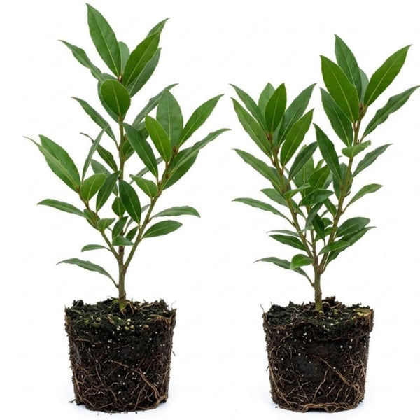 2 Laurus Nobilis Live Plants, Bay Leaf Herb Tree, 4-7 Inch Tall