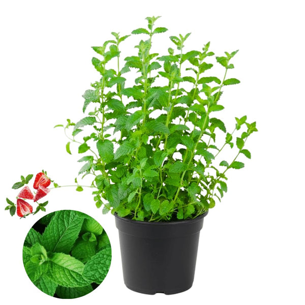Mint Herb Live Plant, Fragrant Culinary Herb, 2-3 Inch Tall