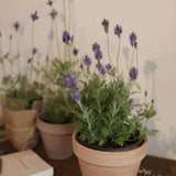 2 Blue Lavender Plants, Lavender Plants Live, 4-8 Inch Tall
