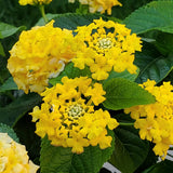 2 Bright Yellow Lantana Plants Live, Fragrant Flowers, 4-7 Inch Tall
