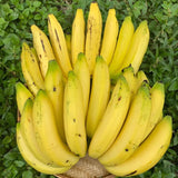 3 Banana Trees Live Plants, Hardy Tropical Plant, 3-5 Inch Tall