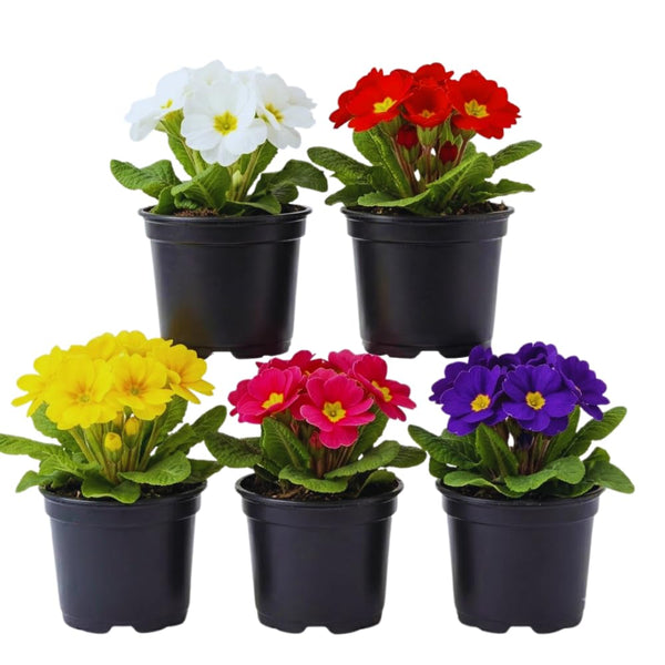 2 Random Primrose Plants Live, Perennial Flower Plant, 3 Inch Pot