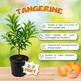 Tangerine Tree Live Plant, Sweet Seedless Citrus Tree, 2-3 Ft Tall