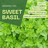 3 Greek Basil Plants, Sweet Basil Plants Live, 4-7 Inch Tall, 4 Inch Pot