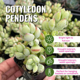 2 Cotyledon Pendens Succulent Live Plants, 2 Inch Pot
