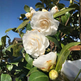 White Camellia Live Plant, Flower Bush, 6-10 Inch Tall, 4 Inch Pot