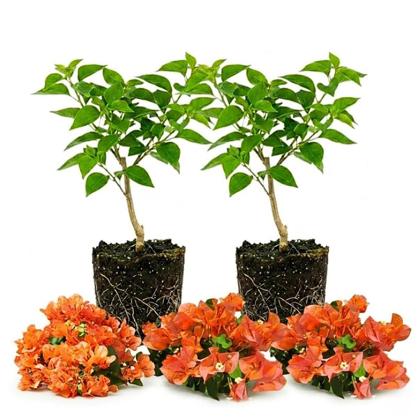 2 Orange Bougainvillea Live Plants, Tropical Flower Plant, 4-7 Inch Tall