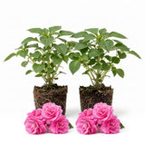 Pink Double Impatiens Live Plant, 5-7 Inch Tall