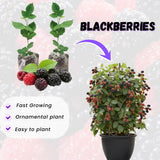 2 Large Blackberries Plant Live, Sweet Fruit, 4-7 Inch Tall