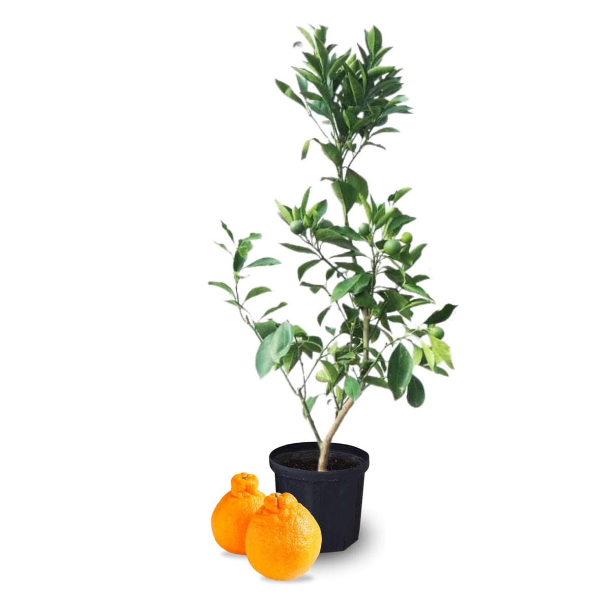 1.5 Years Old Seedless Golden Mandarin Orange Tree Live Plant, 1-2 Ft Tall