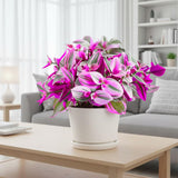 Pink Live Wandering Jew Plant, 3-6 Inch Tall, 3 Inch Pot
