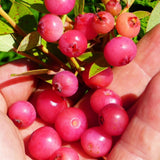 2 Pink Lemonade Blueberry Plants Live for Planting, 4-6 Inc Tall, Sweet Blueberry Bushes Live Plant, Fruit Tree, High Yielding, No Pot