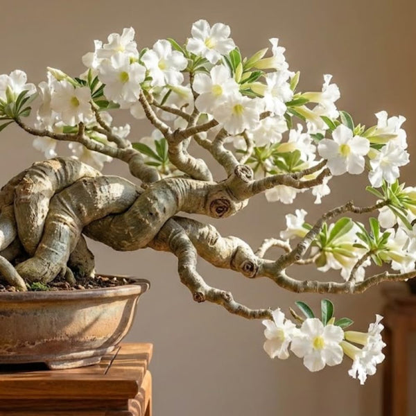 White Desert Rose Plant Live, 4-6 Inch Tall