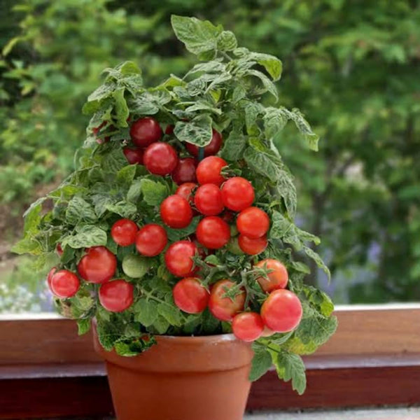 150 Tomato Seeds to Plant, Garden Plant