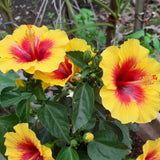 Yellow Hibiscus Live Plant, Indoor Outdoor Plant, 5-7 Inch Tall
